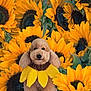 adorable, animal, bright_colors, brown_fur, cheerful, closeup, cute, dog, flower_costume, fluffy_dog, green_leaves, nature_background, outdoor, pet_accessory, pet_portrait, plant, summer, sunflower, vibrant, yellow_petals