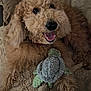Dougal is registered to the contest to win money with this photo: animal, blanket, canine, companion, couch, cozy, curly_fur, cute, dog, fur, happy, indoor, pet, pillow, plush_toy, relaxing, smiling, texture, toy, turtle