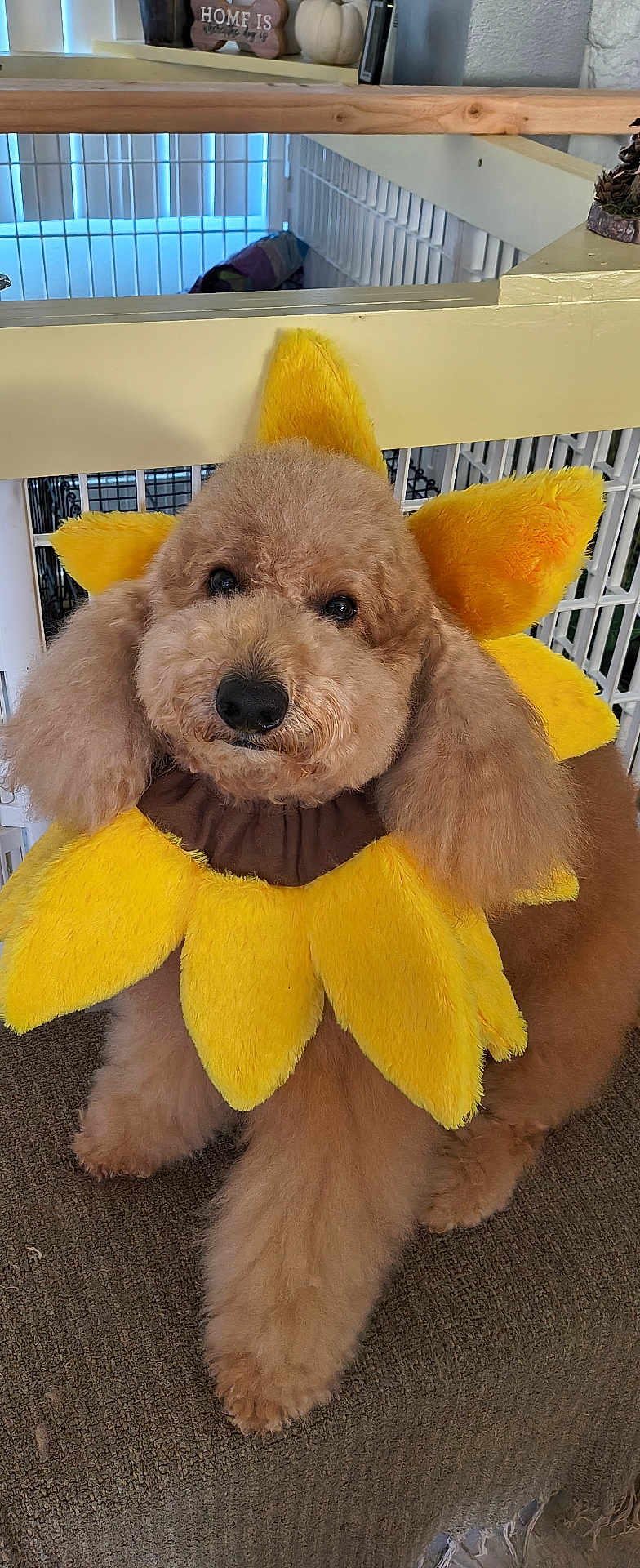 Dougal