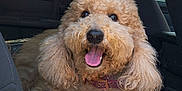 Dougal joined the competition — help win amazing prizes! animal, car_interior, closeup, collar, companion, curly_fur, cute, dog, domestic_animal, fluffy, golden_doodle, greenery, happy, pet, seat, smiling, stuffed_animal, tongue_out, toy, window