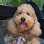 animal, car_interior, closeup, collar, companion, curly_fur, cute, dog, domestic_animal, fluffy, golden_doodle, greenery, happy, pet, seat, smiling, stuffed_animal, tongue_out, toy, window