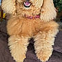 Dougal joined the competition — help win amazing prizes! animal, apricot, blanket, canine, collar, cozy, cute, dog, domestic, fluffy, fur, furniture, groomed, happy, indoor, pet, plant, poodle, portrait, smiling