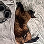 Da-No participe au concours pour gagner de l'argent avec cette photo : animal, bed, blanket, cat, comfort, cozy, ears, fur, headphones, indoor, paw, pet, relaxing, resting, siamese_cat, sleeping, soft, stretching, towel, whiskers