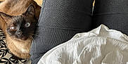 Da-No participe au concours pour gagner de l'argent avec cette photo : animal, black_pants, blue_eyes, cat, close_up, companion, curious, cushion, feline, indoor, indoor_lighting, patterned_cushion, person, pet, red_toy, resting, siamese_cat, whiskers, white_shirt, wooden_floor