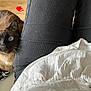 animal, black_pants, blue_eyes, cat, close_up, companion, curious, cushion, feline, indoor, indoor_lighting, patterned_cushion, person, pet, red_toy, resting, siamese_cat, whiskers, white_shirt, wooden_floor
