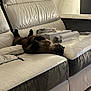 Da-No participe au concours pour gagner de l'argent avec cette photo : animal, box, casual, cat, comfortable, couch, cozy, domestic, fluffy, furniture, home, indoor, living_room, lying_down, paws_up, pet, relaxed, resting, water_bottle, white_leather