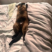Da-No a rejoint le concours — aidez-le/la à gagner de superbes lots ! animal, bed, blanket, cat, comfort, cozy, curtains, domestic, fluffy, fur, furniture, indoor, mammal, pet, pillow, relaxed, resting, sleeping, soft_light, sprawled