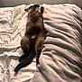 animal, bed, blanket, cat, comfort, cozy, curtains, domestic, fluffy, fur, furniture, indoor, mammal, pet, pillow, relaxed, resting, sleeping, soft_light, sprawled