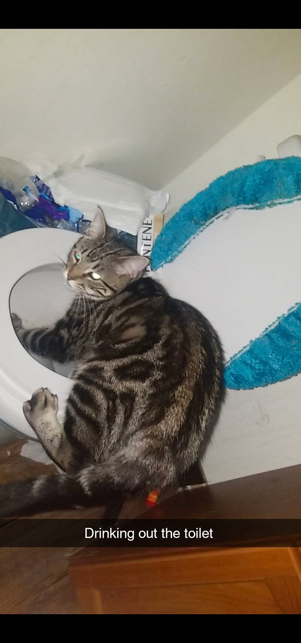 Sébastian joined the competition — help win amazing prizes! carnivore, cat, comfort, domestic_short_haired_cat, door, felidae, fur, small_to_medium_sized_cats, tail, terrestrial_animal, whiskers