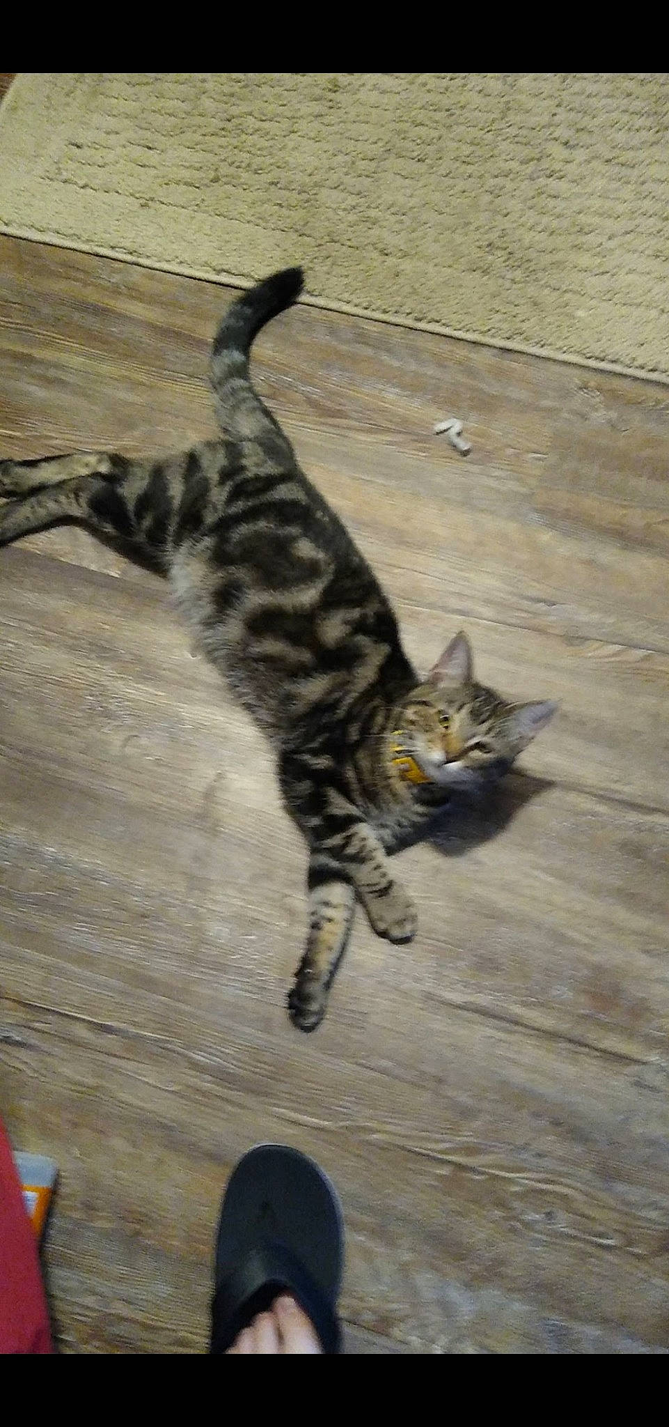 Sébastian joined the competition — help win amazing prizes! carnivore, cat, domestic_short_haired_cat, fawn, felidae, floor, flooring, fur, grey, hardwood, hat, laminate_flooring, paw, small_to_medium_sized_cats, snout, tail, terrestrial_animal, whiskers, wood, wood_flooring