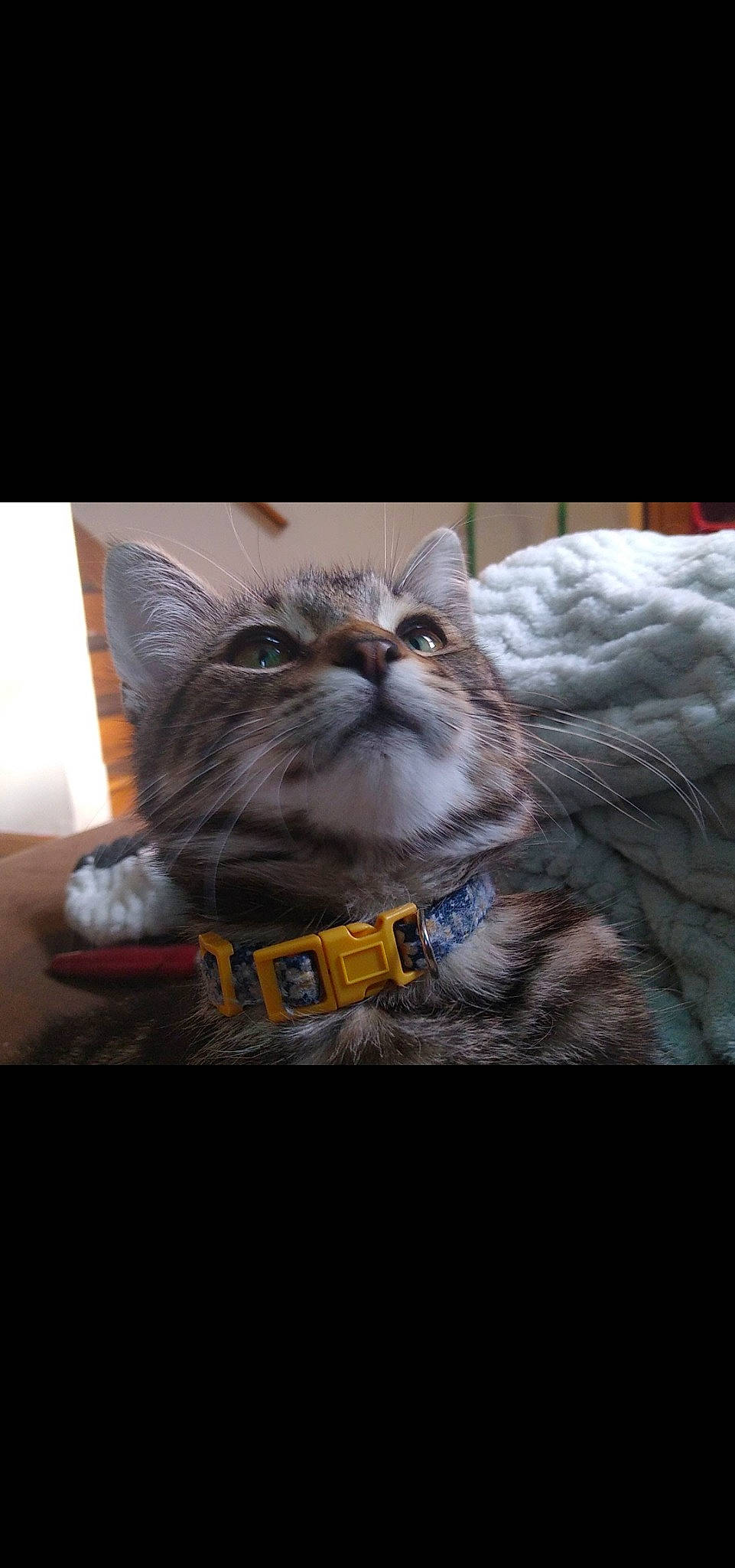 Sébastian joined the competition — help win amazing prizes! carnivore, cat, comfort, domestic_short_haired_cat, felidae, fur, glasses, grey, linens, pattern, paw, photo_caption, rectangle, sitting, small_to_medium_sized_cats, snout, terrestrial_animal, whiskers