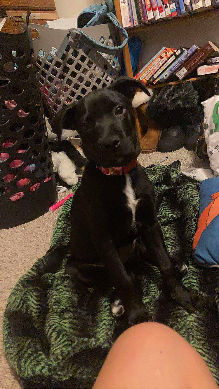 Bella is registered to the contest to win money with this photo: borador, canidae, carnivore, collar, companion_dog, dog, dog_breed, dog_collar, event, fawn, fur, guard_dog, liver, non_sporting_group, snout, sporting_group, working_animal