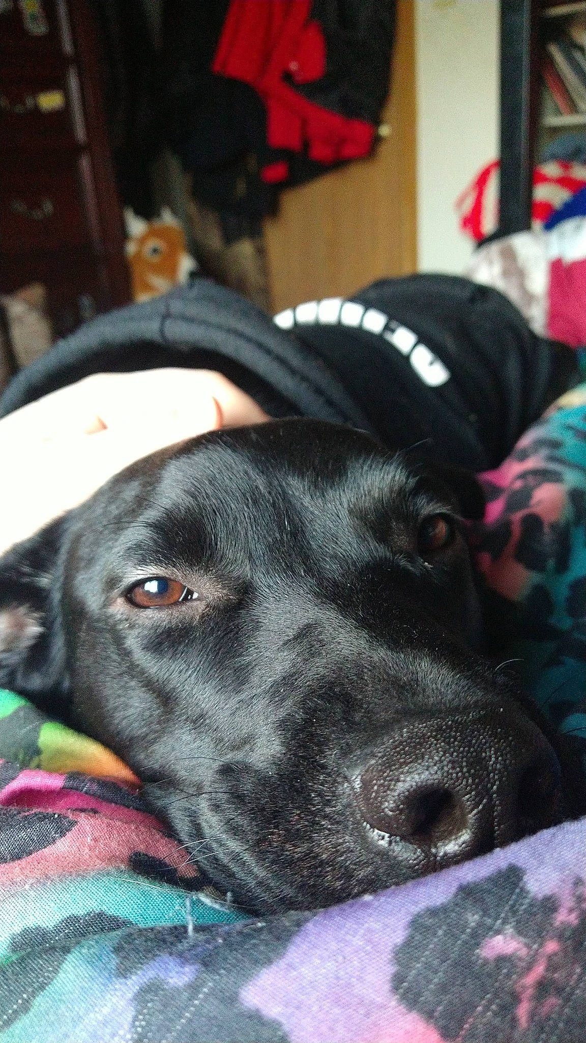 Bella joined the competition — help win amazing prizes! borador, canidae, carnivore, comfort, companion_dog, dog, dog_breed, ear, fur, grey, guard_dog, hunting_dog, non_sporting_group, snout, sporting_group, terrestrial_animal, whiskers, working_animal, working_dog