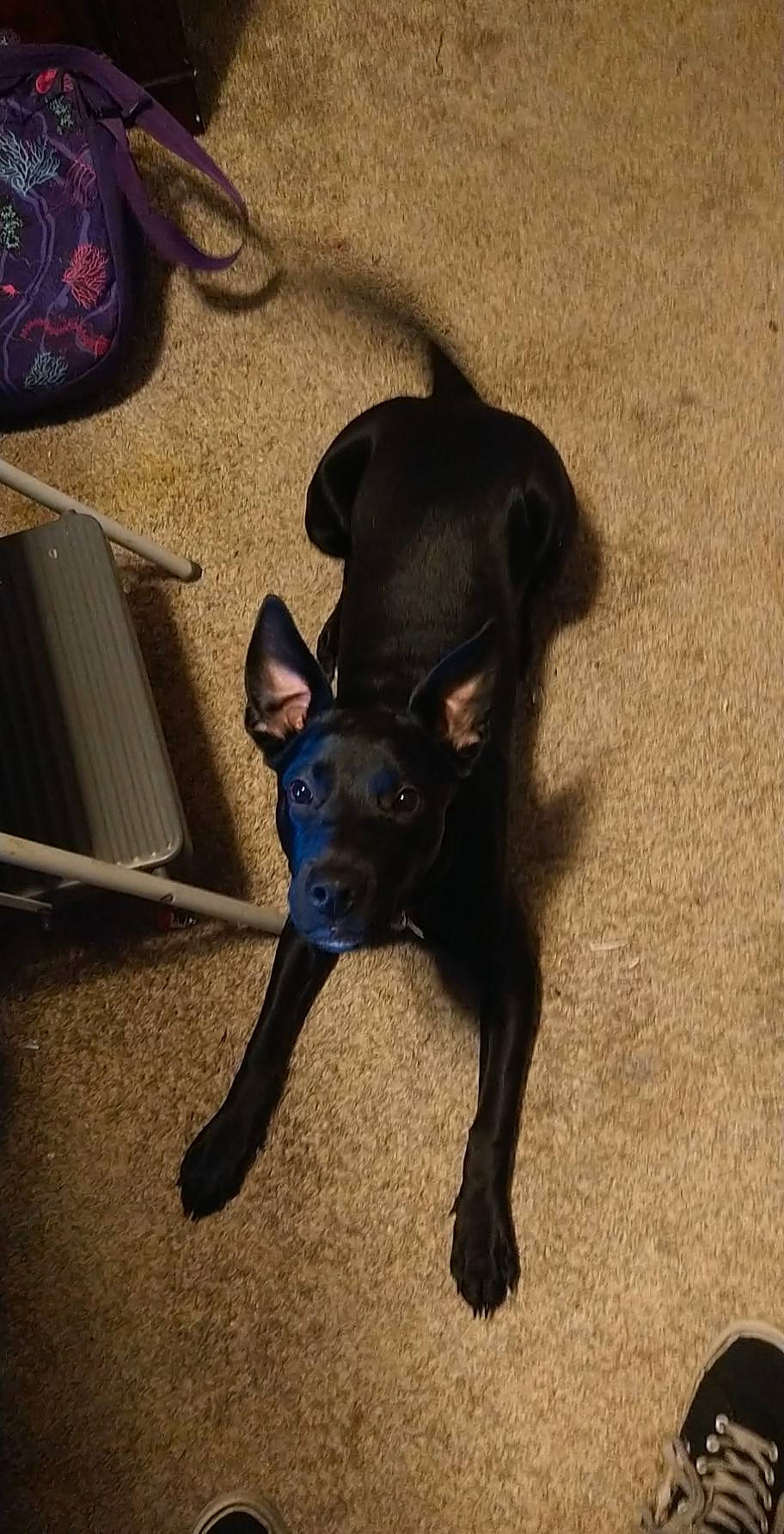 Bella joined the competition — help win amazing prizes! borador, carnivore, comfort, companion_dog, dog, dog_breed, dog_collar, dog_supply, flooring, fur, guard_dog, liver, non_sporting_group, pet_supply, tail, terrestrial_animal, toy_dog, working_animal