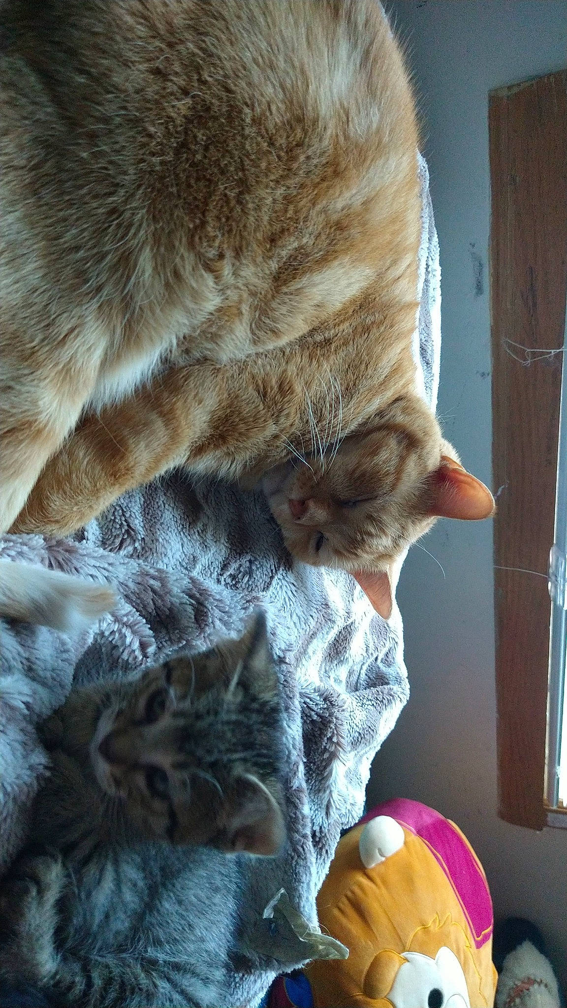 Tiger is registered to the contest to win money with this photo: ball, carnivore, cat, cat_supply, claw, close_up, comfort, domestic_short_haired_cat, fawn, felidae, fur, linens, small_to_medium_sized_cats, snout, tail, thread, whiskers, window, wood, wool