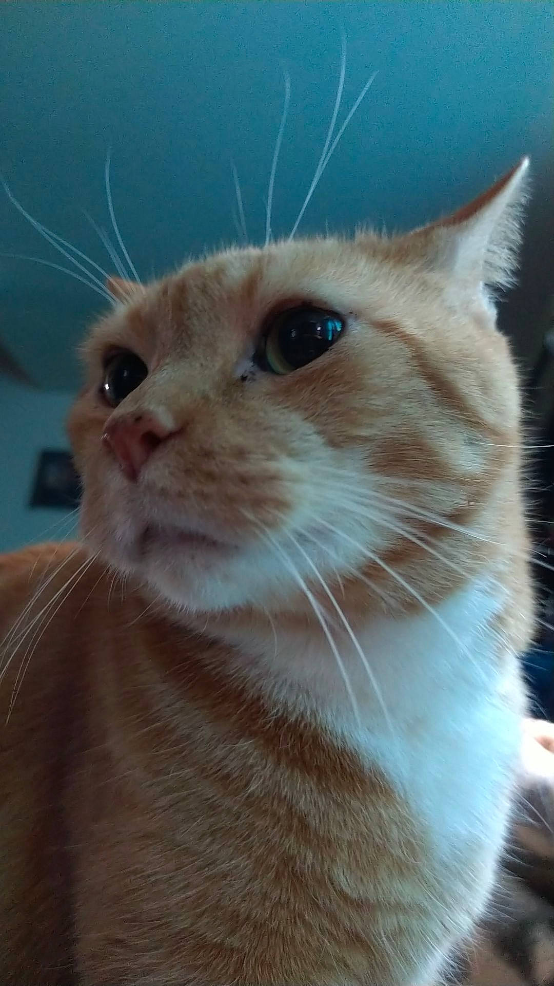 Tiger joined the competition — help win amazing prizes! carnivore, cat, domestic_short_haired_cat, eye, fawn, felidae, fur, iris, pet_supply, small_to_medium_sized_cats, snout, terrestrial_animal, whiskers