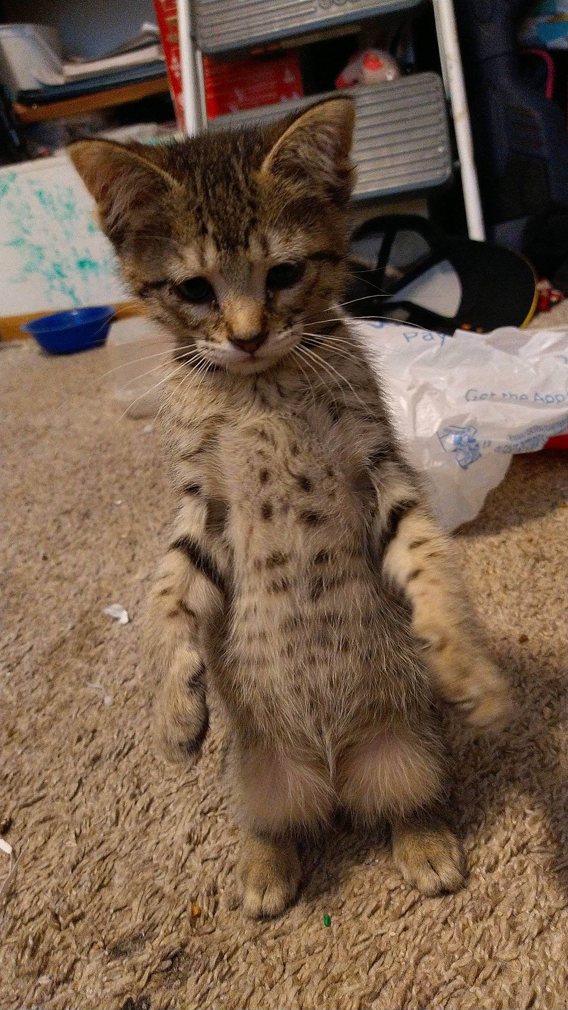 Nala is registered to the contest to win money with this photo: carnivore, cat, claw, domestic_short_haired_cat, felidae, fur, paw, small_to_medium_sized_cats, snout, tail, terrestrial_animal, whiskers, wildlife