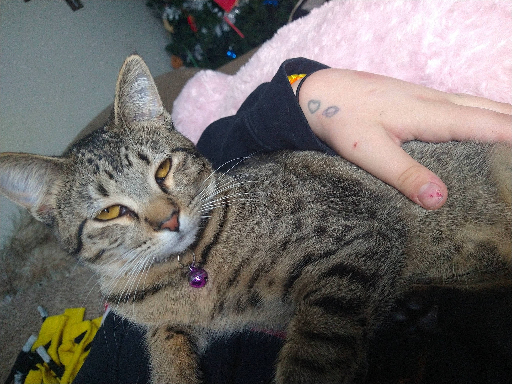 Nala is registered to the contest to win money with this photo: carnivore, cat, claw, comfort, domestic_short_haired_cat, felidae, fur, gesture, nail, paw, sitting, small_to_medium_sized_cats, snout, terrestrial_animal, whiskers, window