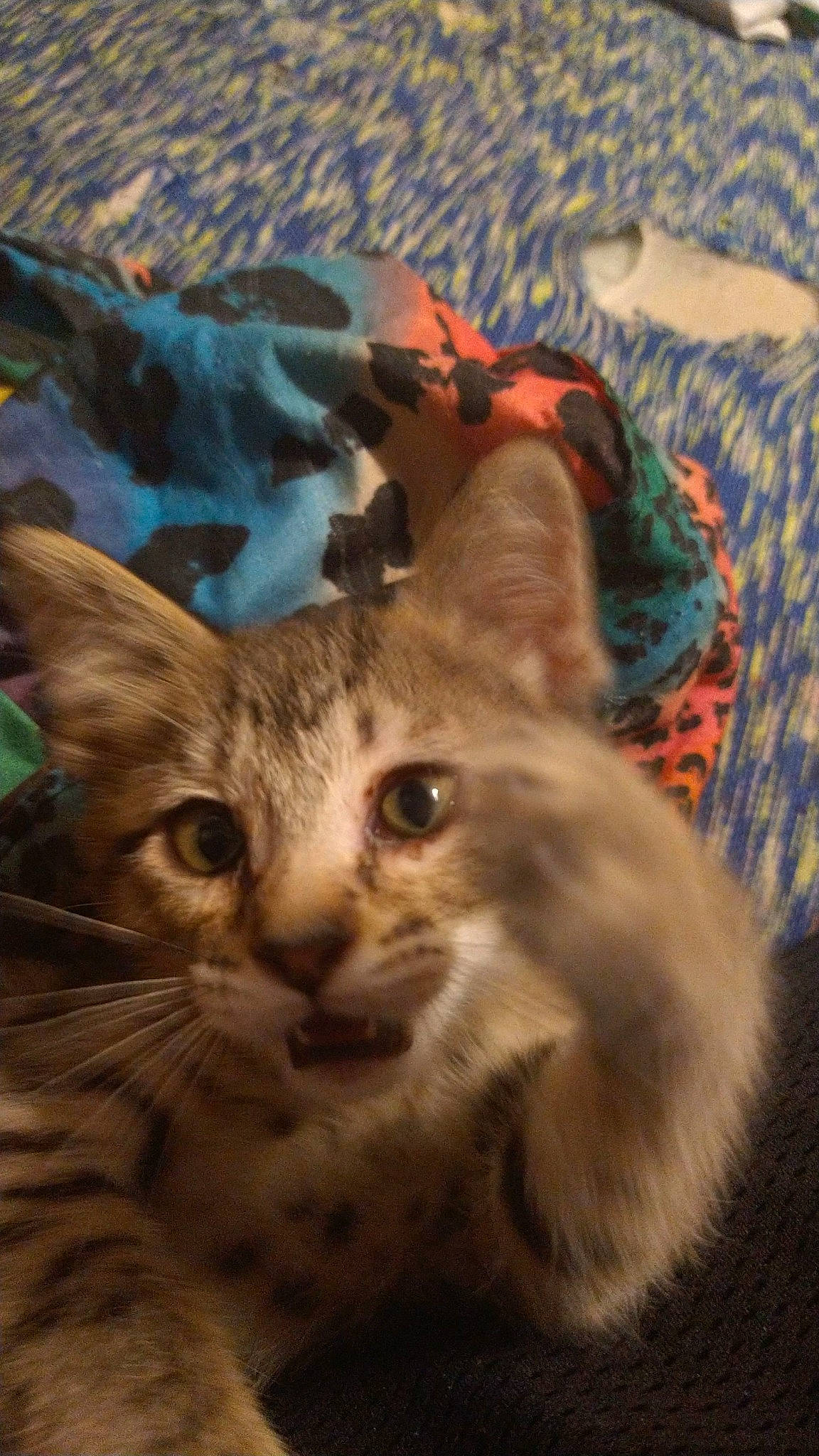 Nala joined the competition — help win amazing prizes! carnivore, cat, claw, domestic_short_haired_cat, fawn, felidae, fur, gesture, mammal, paw, photo_caption, small_to_medium_sized_cats, snout, tail, tree, vertebrate, whiskers, wildlife