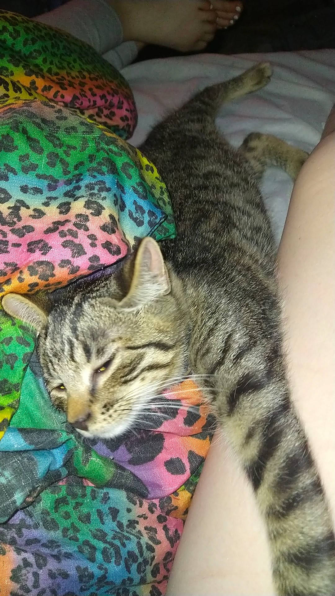 Jasper joined the competition — help win amazing prizes! carnivore, cat, claw, comfort, domestic_short_haired_cat, felidae, fur, grass, mammal, nap, pattern, paw, sitting, sleep, small_to_medium_sized_cats, snout, terrestrial_animal, vertebrate, whiskers, wildlife