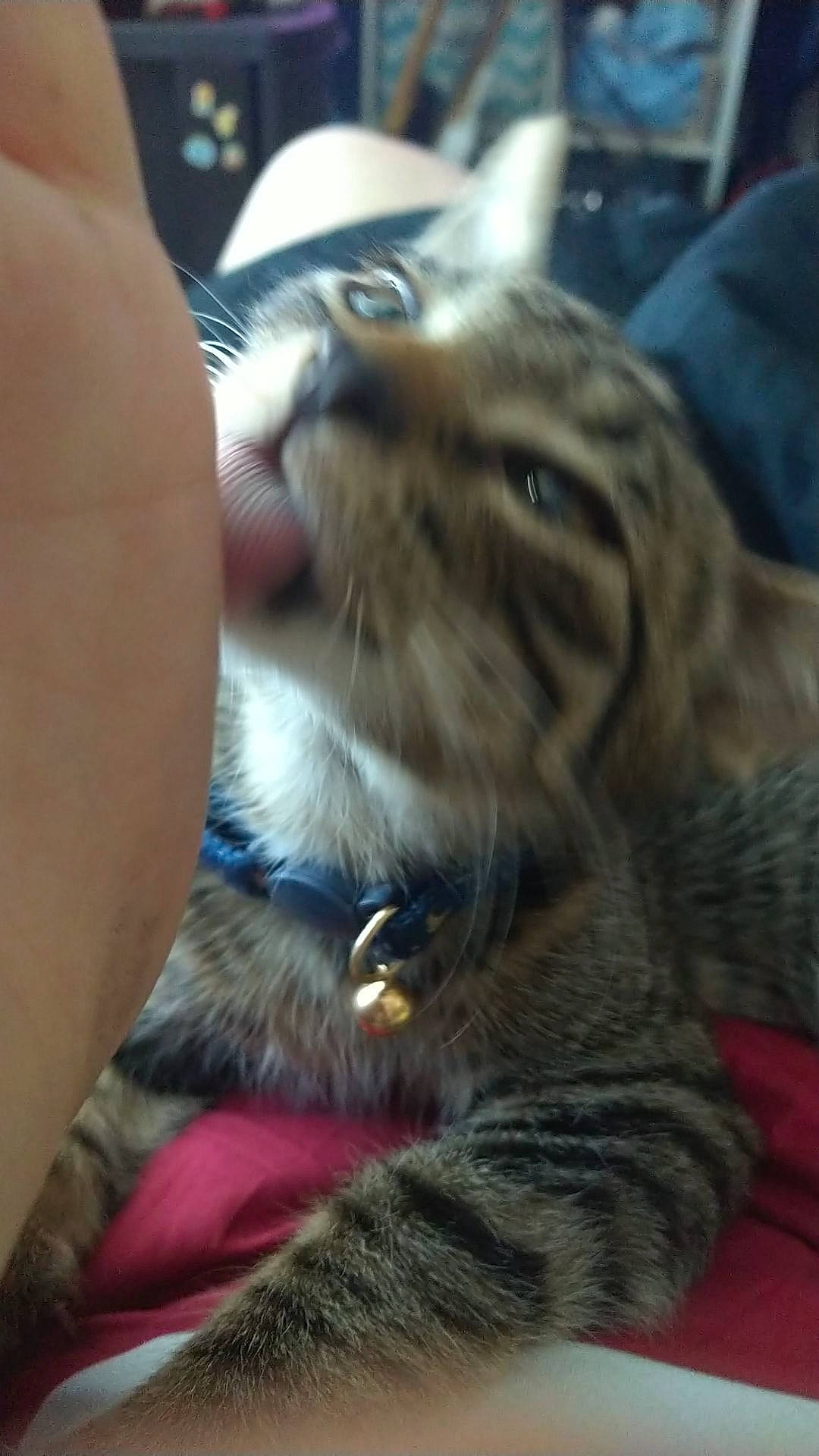 Jasper joined the competition — help win amazing prizes! carnivore, cat, cat_supply, claw, comfort, domestic_short_haired_cat, felidae, fur, nail, paw, small_to_medium_sized_cats, snout, terrestrial_animal, whiskers