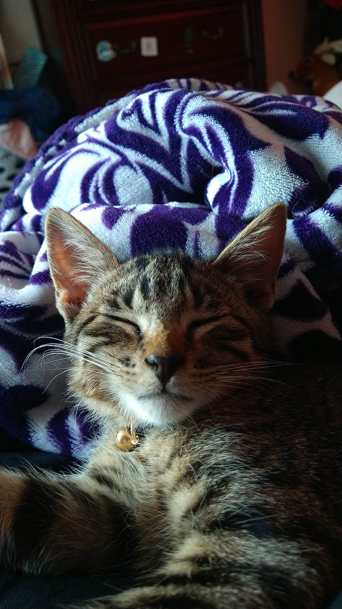 Jasper joined the competition — help win amazing prizes! carnivore, cat, cat_supply, claw, comfort, domestic_short_haired_cat, felidae, fur, nap, paw, small_to_medium_sized_cats, snout, terrestrial_animal, whiskers, wildlife