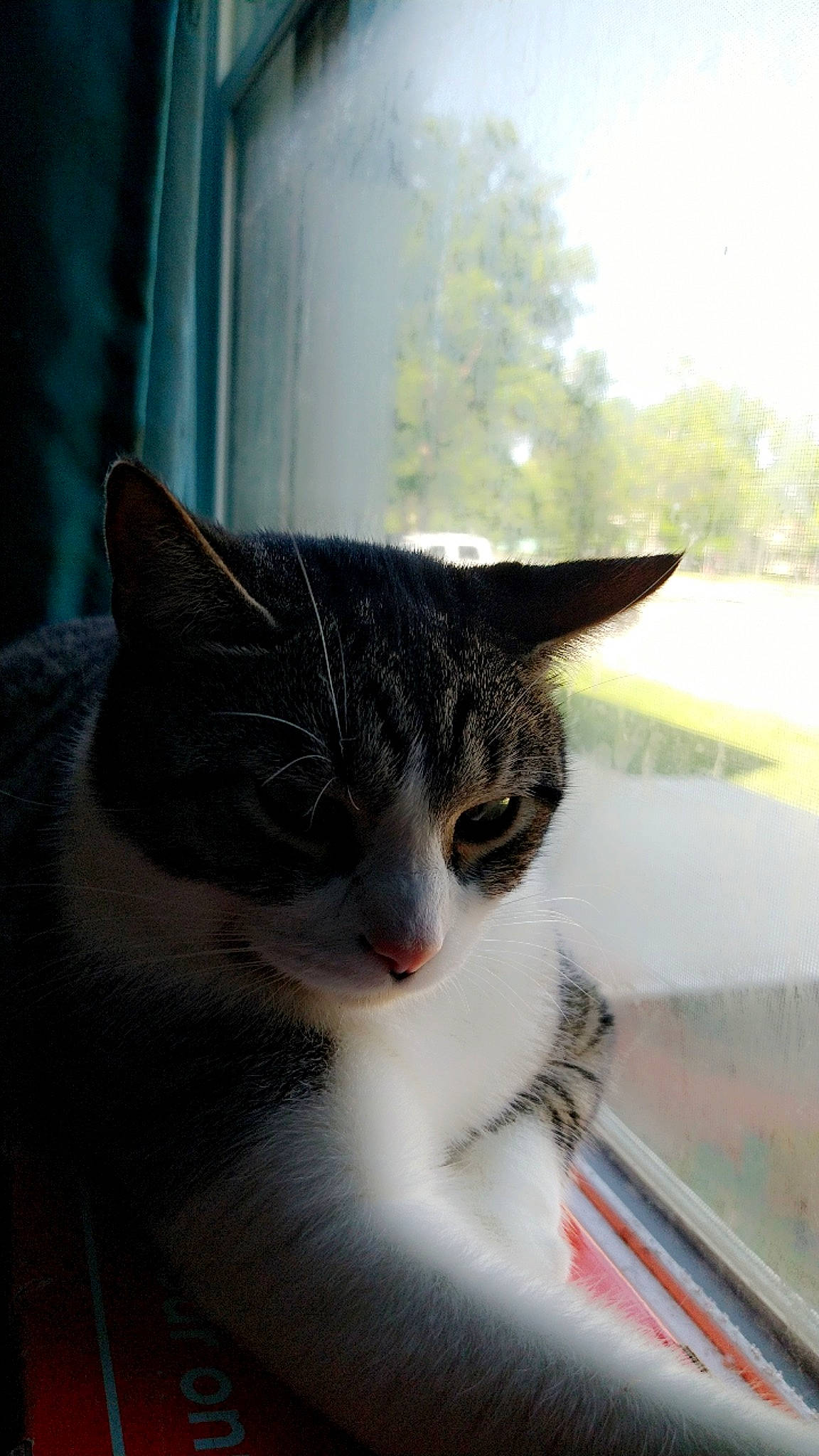 Milo is registered to the contest to win money with this photo: carnivore, cat, domestic_short_haired_cat, eye, felidae, fur, grass, grey, paw, plant, sky, small_to_medium_sized_cats, snout, tail, tree, whiskers, window