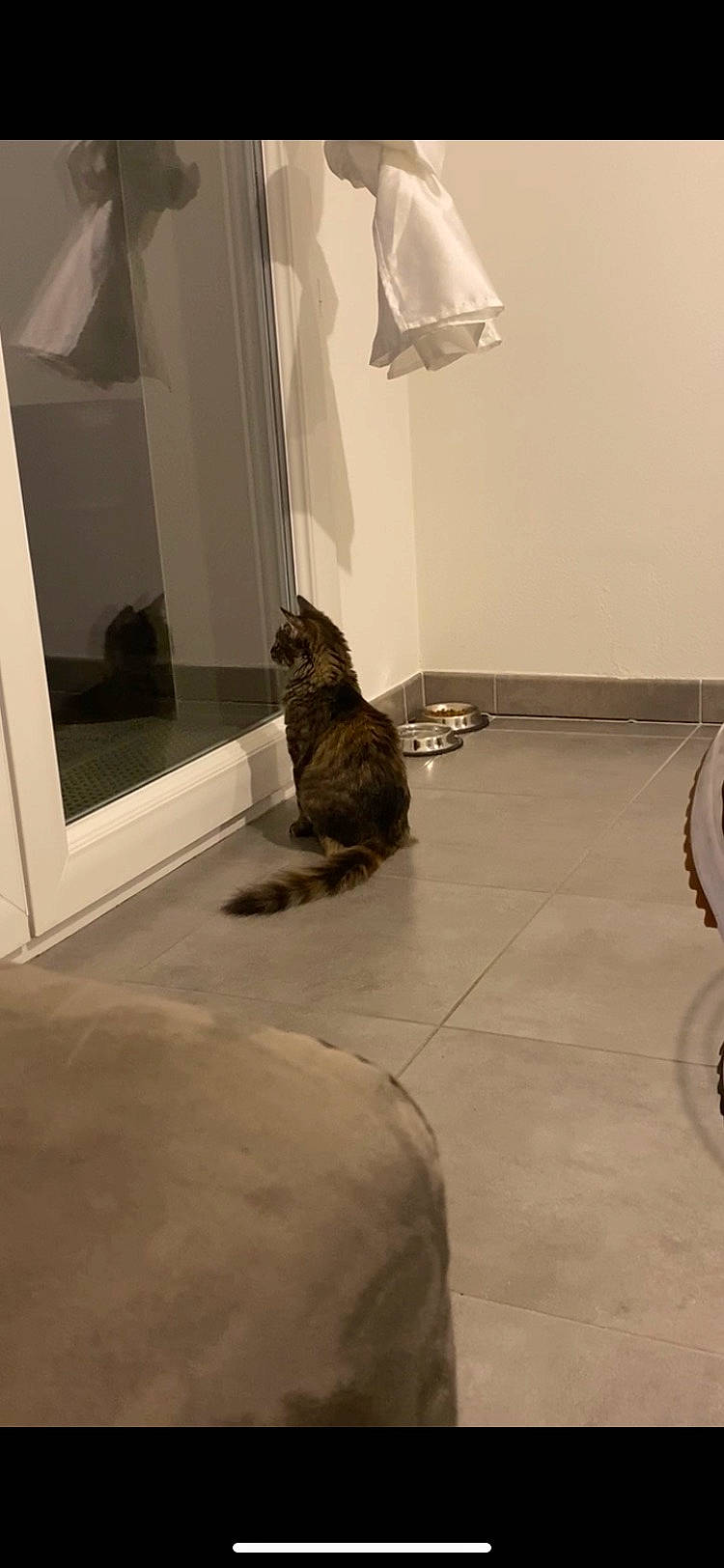 Shanel participe au concours pour gagner de l'argent avec cette photo : carnivore, cat, comfort, domestic_short_haired_cat, fawn, felidae, floor, flooring, fur, grey, hardwood, laminate_flooring, room, small_to_medium_sized_cats, tail, tile, whiskers, window, wood, wood_flooring