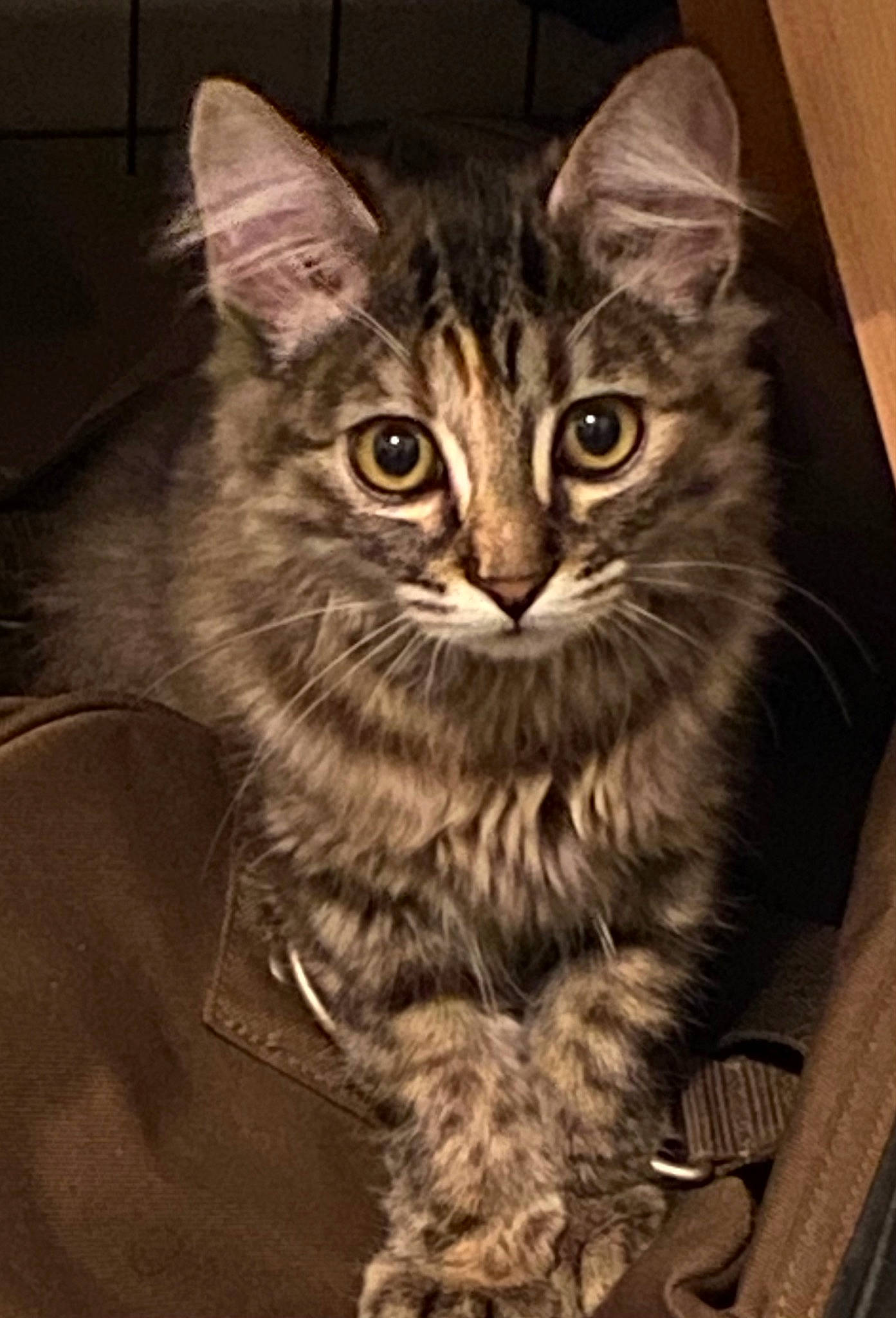 Shanel participe au concours pour gagner de l'argent avec cette photo : carnivore, cat, domestic_short_haired_cat, felidae, fur, iris, paw, small_to_medium_sized_cats, snout, terrestrial_animal, whiskers, window, wood