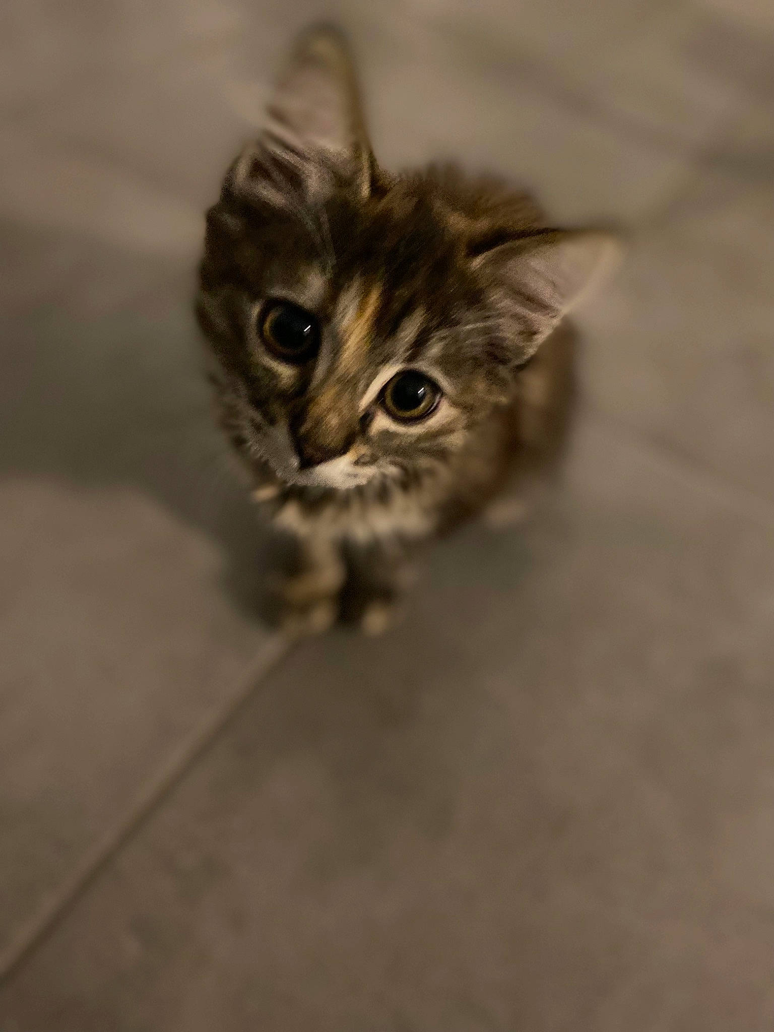 Shanel participe au concours pour gagner de l'argent avec cette photo : carnivore, cat, cat_toy, claw, curious, domestic_short_haired_cat, felidae, flooring, fur, paw, small_to_medium_sized_cats, snout, terrestrial_animal, whiskers, wildlife