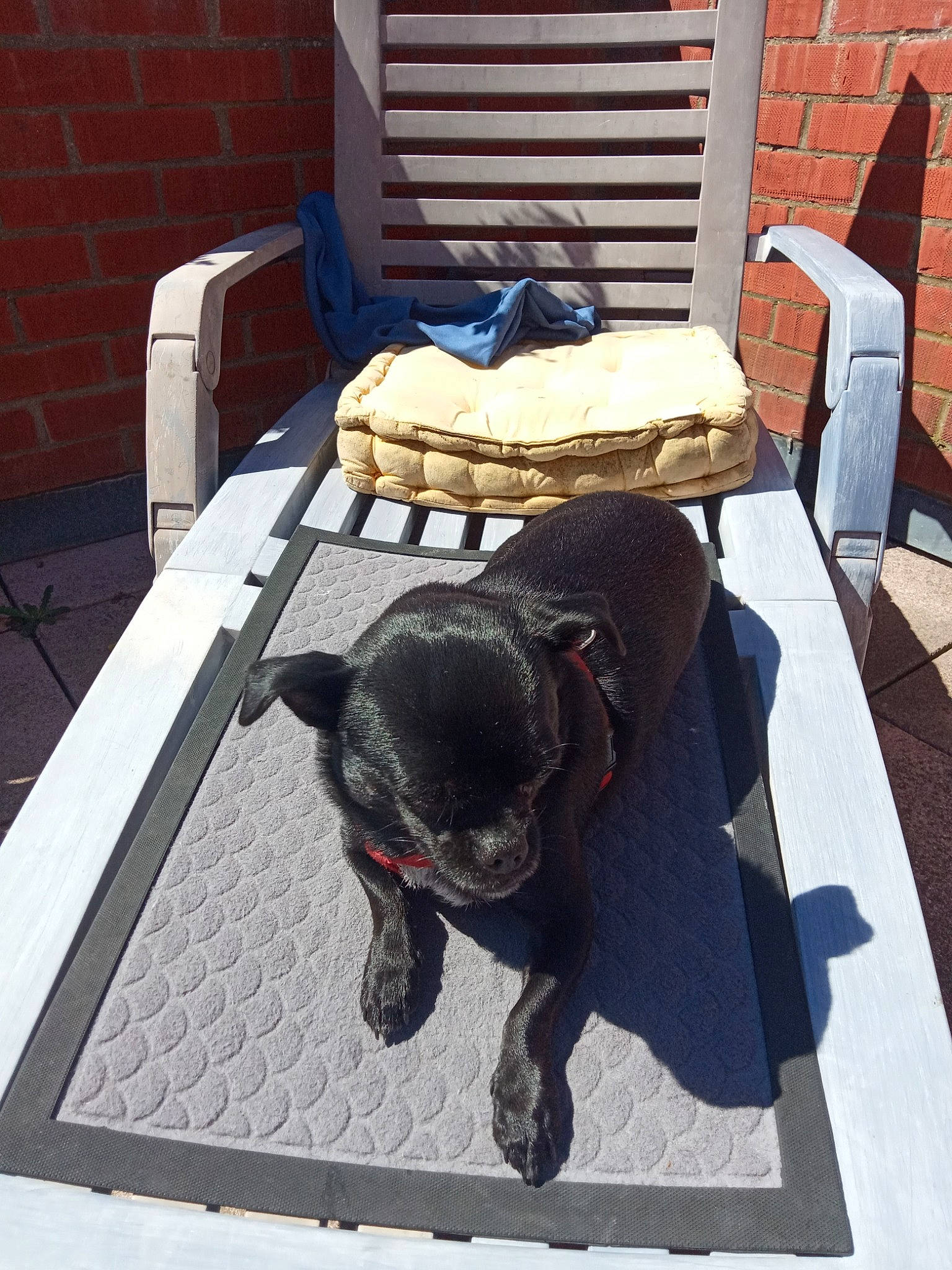 Narcos a rejoint le concours — aidez-le/la à gagner de superbes lots ! borador, brick, brickwork, building_material, canidae, carnivore, collar, companion_dog, dog, dog_bed, dog_breed, dog_supply, fur, mat, paw, pet_supply, sporting_group, tail, working_animal, working_dog