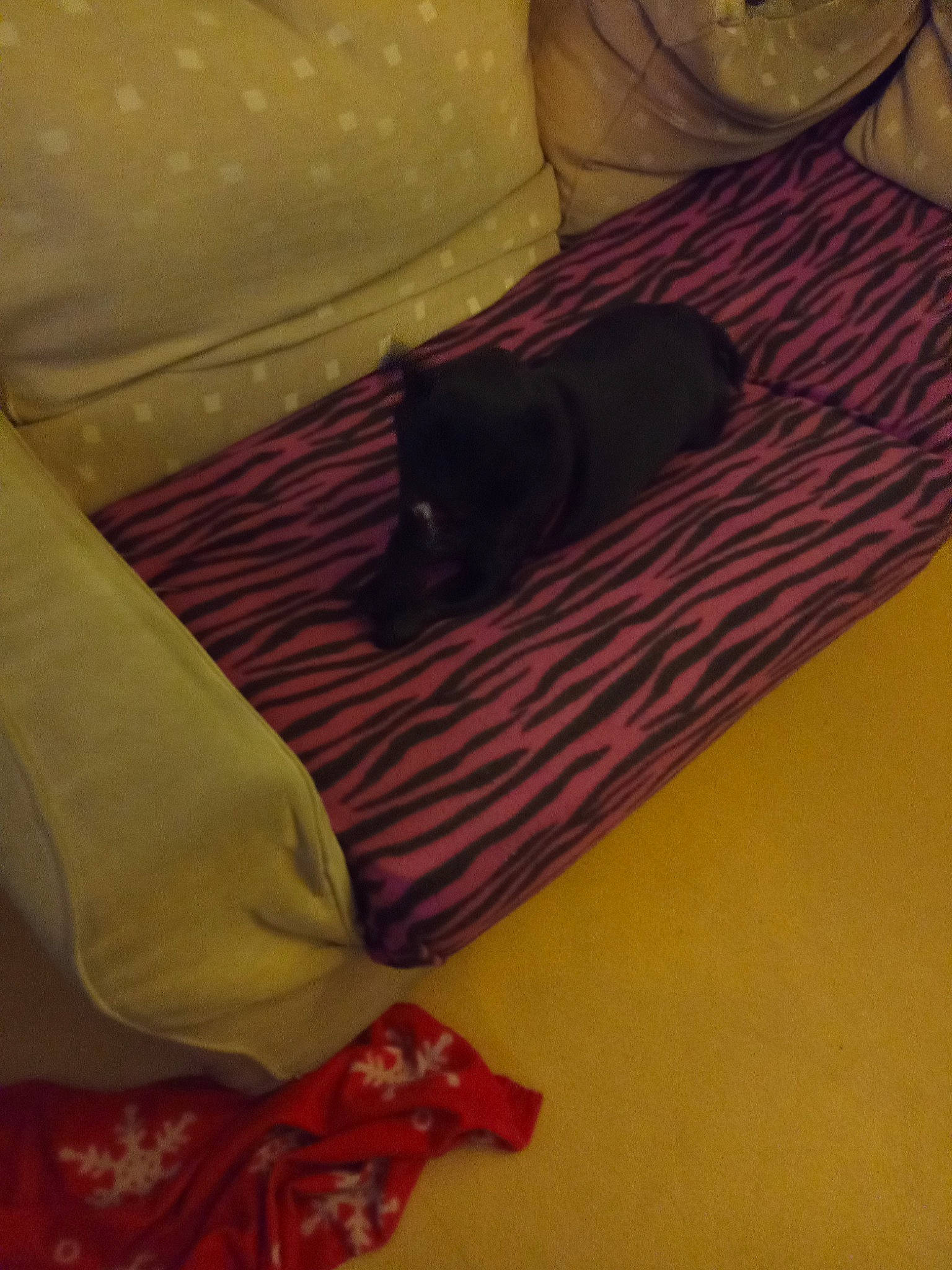 Narcos participe au concours pour gagner de l'argent avec cette photo : black_cat, blanket, bowl, carnivore, cat, comfort, dishware, felidae, home_accessories, linens, maroon, platter, porcelain, room, saucer, serveware, silk, small_to_medium_sized_cats, velvet