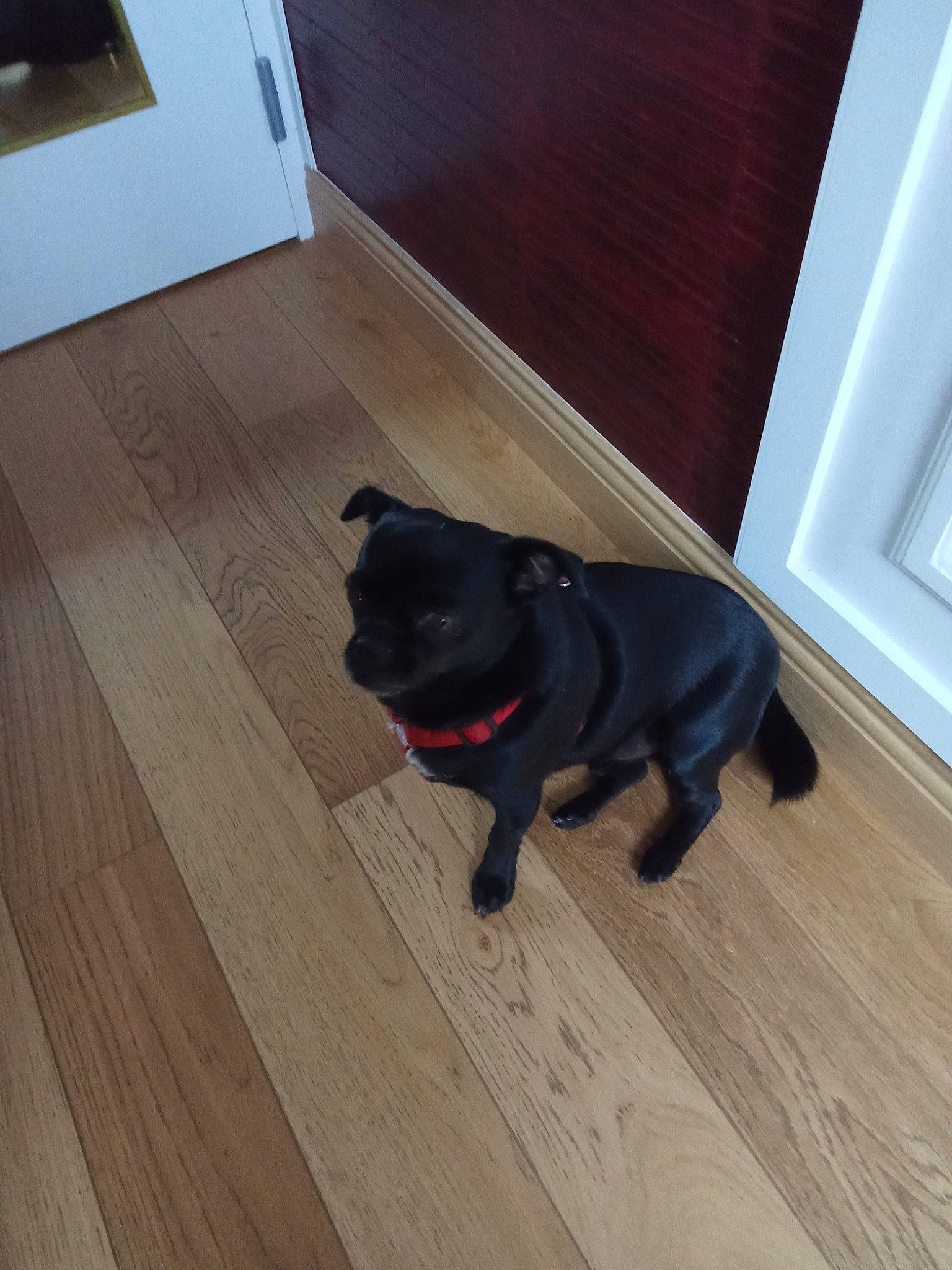 Narcos a rejoint le concours — aidez-le/la à gagner de superbes lots ! black, canidae, carnivore, companion_dog, dog, dog_breed, floor, flooring, hardwood, home, laminate_flooring, plywood, pug, snout, sporting_group, varnish, wood, wood_flooring, wood_stain, working_animal