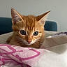 Bloom a rejoint le concours — aidez-le/la à gagner de superbes lots ! cat, kitten, ginger_cat, orange_fur, blue_eyes, animal, pet, portrait, close_up, indoors, bed, blanket, bedding, pink, white, sunlight, curious, cute, furry, home