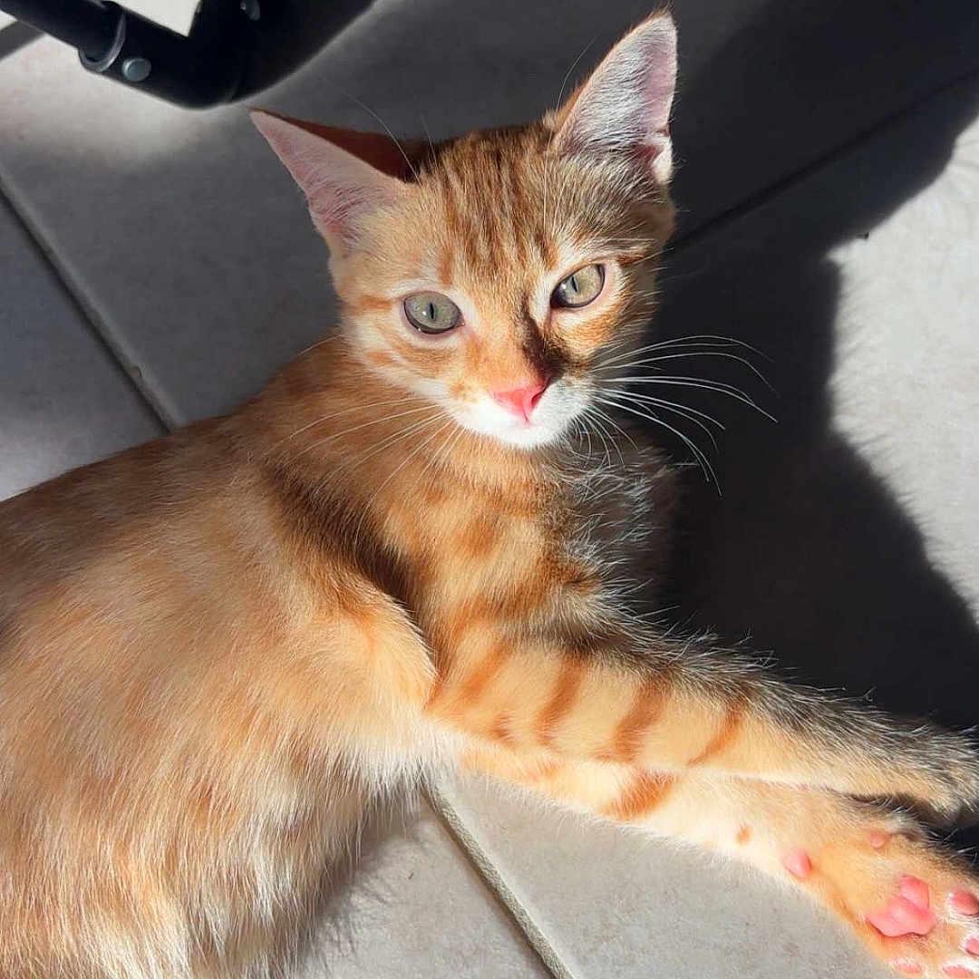 Bloom a rejoint le concours — aidez-le/la à gagner de superbes lots ! cat, kitten, orange_tabby, ginger, striped_fur, green_eyes, pink_nose, whiskers, ears, paws, toe_beans, lying_down, relaxed, sunlight, shadow, tile_floor, indoor, chair, portrait, animal_photography