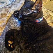 Binxy is registered to the contest to win money with this photo: animal, black_cat, blanket, cat, closeup, collar, comfort, cozy, cute, domestic_animal, feline, fur, indoor, paw, pet, relaxation, resting, sleeping, soft, warm