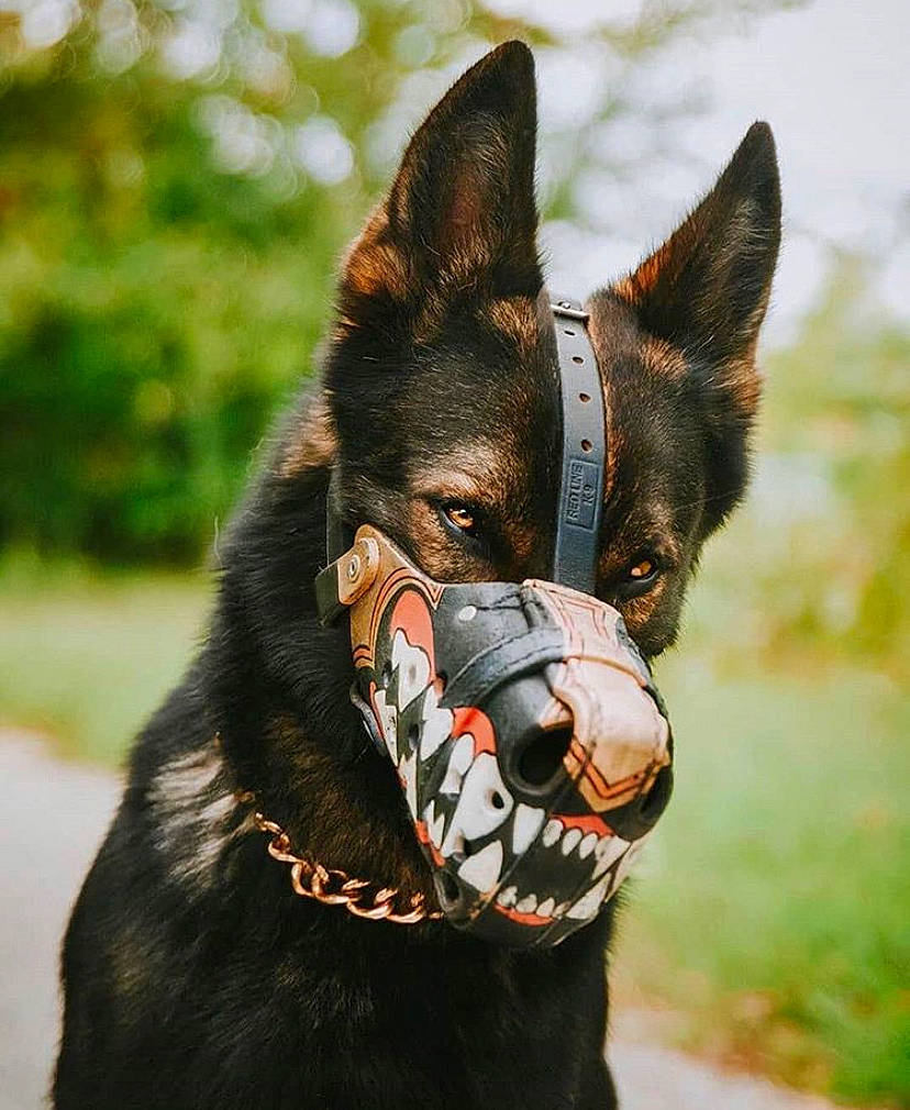 Lincon is registered to the contest to win money with this photo: ancient_dog_breeds, australian_kelpie, bohemian_shepherd, canidae, carnivore, collar, companion_dog, dog, dog_breed, dog_collar, east_european_shepherd, german_shepherd_dog, king_shepherd, kunming_wolfdog, leash, mammal, police_dog, rare_breed_dog, snout, vertebrate