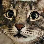 Bu Bu is registered to the contest to win money with this photo: animal, cat, close_up, curious, cute, domestic_cat, expression, eyes, face, feline, fur, indoor, macro, muzzle, nose, pet, portrait, soft_light, tabby, whiskers