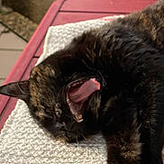 Jazzie a rejoint le concours — aidez-le/la à gagner de superbes lots ! cat, tortoiseshell_cat, yawning, pet, feline, fur, animal, sleeping, blanket, texture, indoor, comfort, resting, closeup, mouth_open, paw, pink_tongue, cozy, relaxed, home