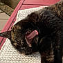cat, tortoiseshell_cat, yawning, pet, feline, fur, animal, sleeping, blanket, texture, indoor, comfort, resting, closeup, mouth_open, paw, pink_tongue, cozy, relaxed, home