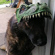 Arrow participe au concours pour gagner de l'argent avec cette photo : dog, dinosaur_mask, pet, costume, outdoor, doorframe, animal, canine, funny, mask, brown_fur, black_fur, pavement, garden, chair, table, daylight, looking, curious, domestic_animal