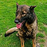 dog, german_shepherd, animal, pet, grass, outdoor, tongue_out, ears_up, sitting, canine, mammal, nature, playful, fur, paw, toy, greenery, daylight, cute, friendly