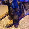dog, german_shepherd, party_hat, indoor, floor, pet, animal, canine, laying, brown, black, ears, fur, looking, closeup, celebration, hat, domestic, portrait, mammal