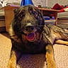 dog, german_shepherd, party_hat, pet, canine, tongue_out, indoor, carpet, living_room, furniture, table, couch, pillow, brown, black, happy, animal, mammal, house, celebration