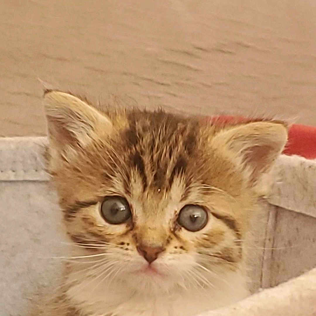 Bella participe au concours pour gagner de l'argent avec cette photo : kitten, cat, pet, animal, cute, furry, basket, cozy, young, small, whiskers, ears, fur, indoor, closeup, curious, adorable, soft, domestic, face