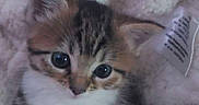 Bella a rejoint le concours — aidez-le/la à gagner de superbes lots ! kitten, cat, animal, pet, cute, furry, fluffy, blanket, cozy, indoor, small, young, fur, whiskers, ears, sleepy, resting, comfort, closeup, adorable