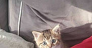 Bella a rejoint le concours — aidez-le/la à gagner de superbes lots ! animal, blanket, cat, comfort, cozy, curious, cushion, cute, feline, fur, home, indoor, kitten, pet, resting, small, sofa, soft, tabby, young