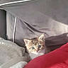 Bella a rejoint le concours — aidez-le/la à gagner de superbes lots ! kitten, cat, blanket, cushion, sofa, indoor, cozy, pet, feline, fur, cute, small, curious, young, tabby, resting, comfort, home, animal, soft