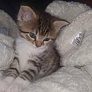 Bella participe au concours pour gagner de l'argent avec cette photo : kitten, cat, animal, pet, feline, fur, cute, young, small, fluffy, white_blanket, cozy, resting, indoor, soft_texture, sleepy, domestic, adorable, comfort, closeup