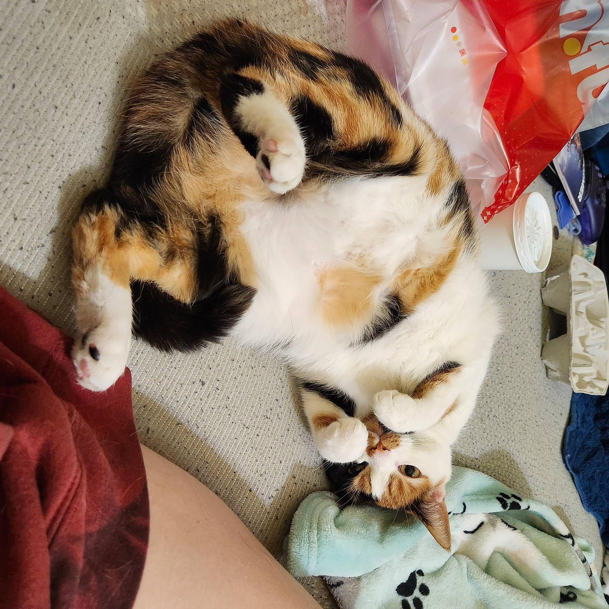 Buttons is registered to the contest to win money with this photo: canidae, carnivore, cat, claw, comfort, companion_dog, domestic_short_haired_cat, fawn, felidae, fur, jeans, linens, nap, paw, sleep, small_to_medium_sized_cats, snout, tail, terrestrial_animal, whiskers